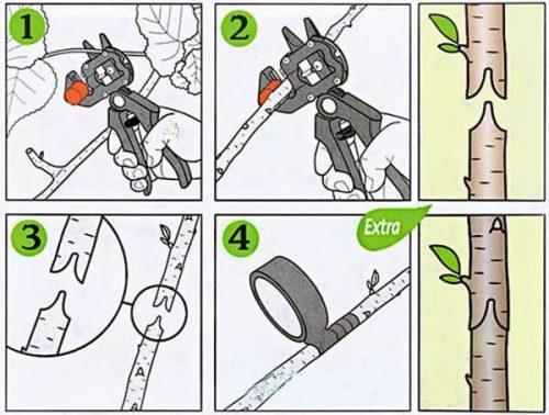 Schere zum einfachen Beschneiden und Veredeln von Pflanzen / Bäumen